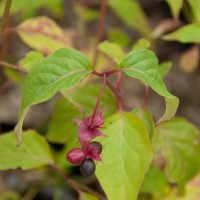 Himalayan Honeysuckle